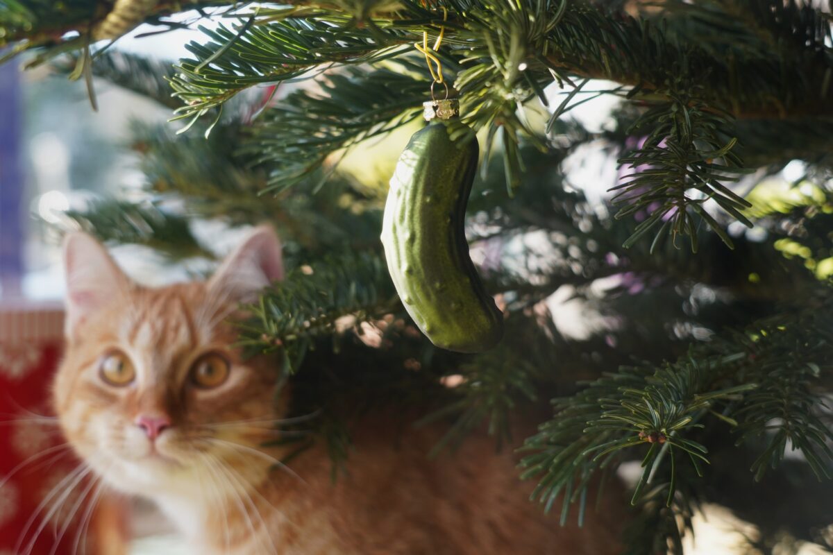 Cat near Christmas tree with pickle ornament