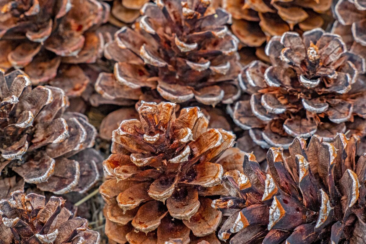 Pine cones