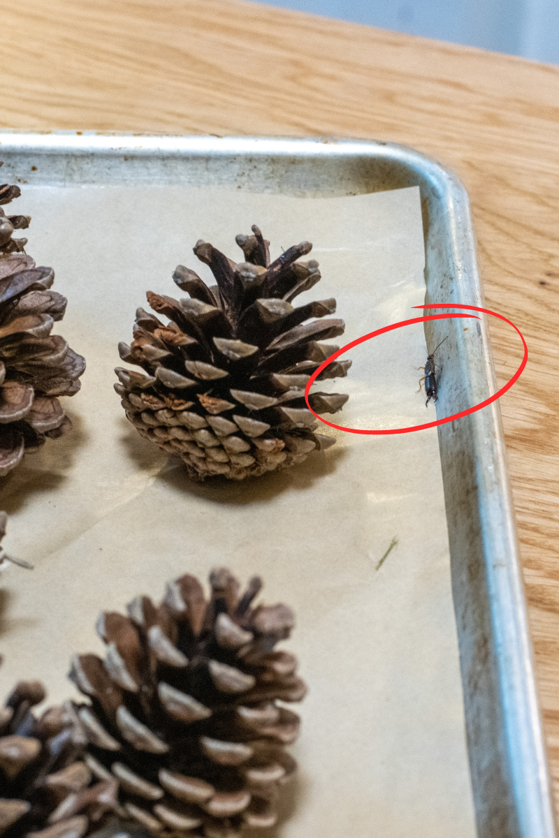 Bug crawling on baking sheet with pine cones