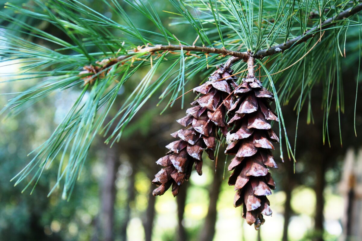 Eastern white pine tree