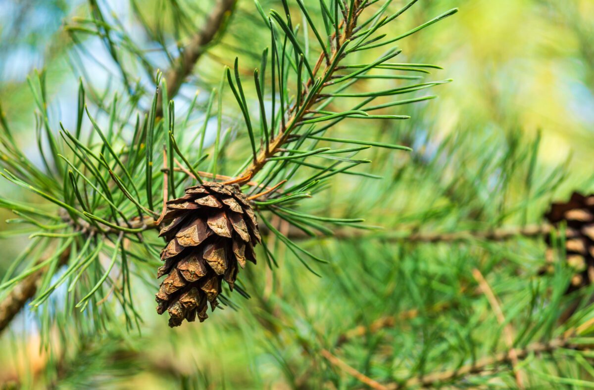 Lodgepole pine tree