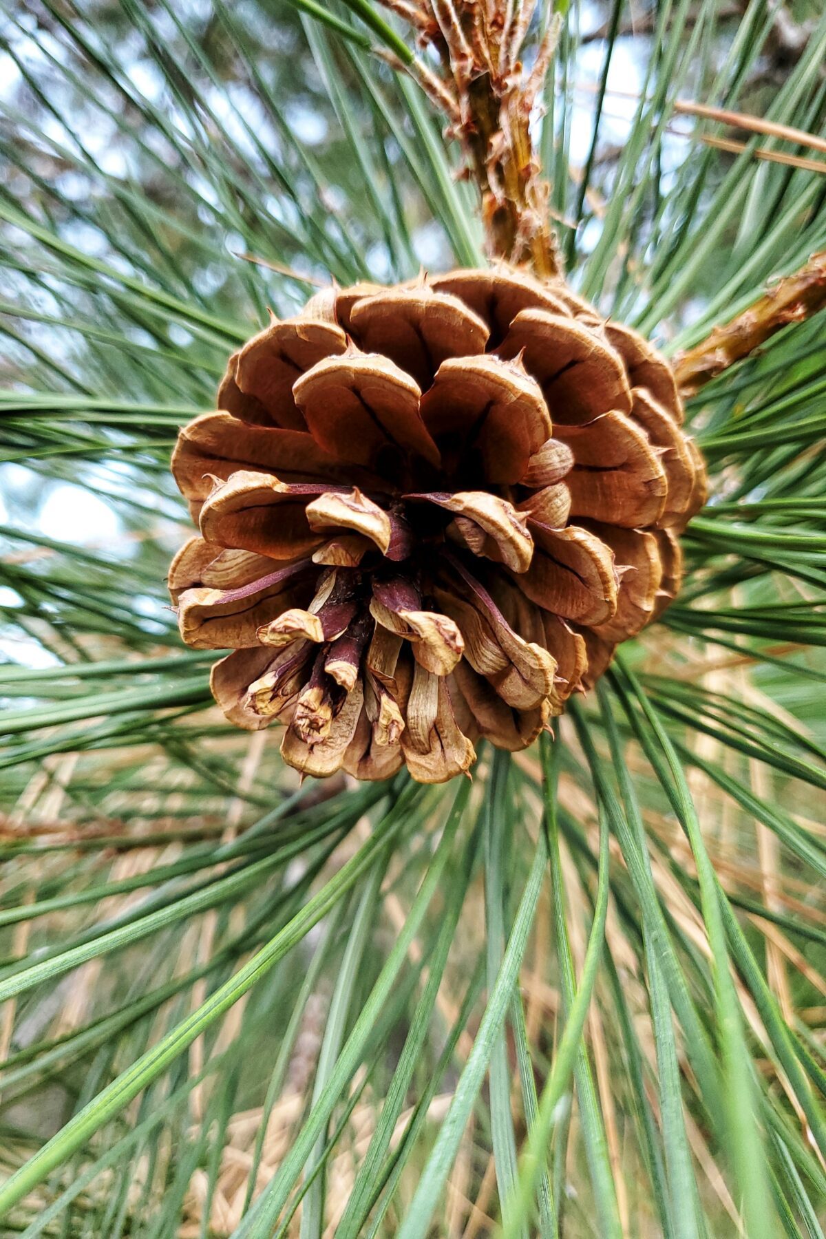 Ponderosa pine tree