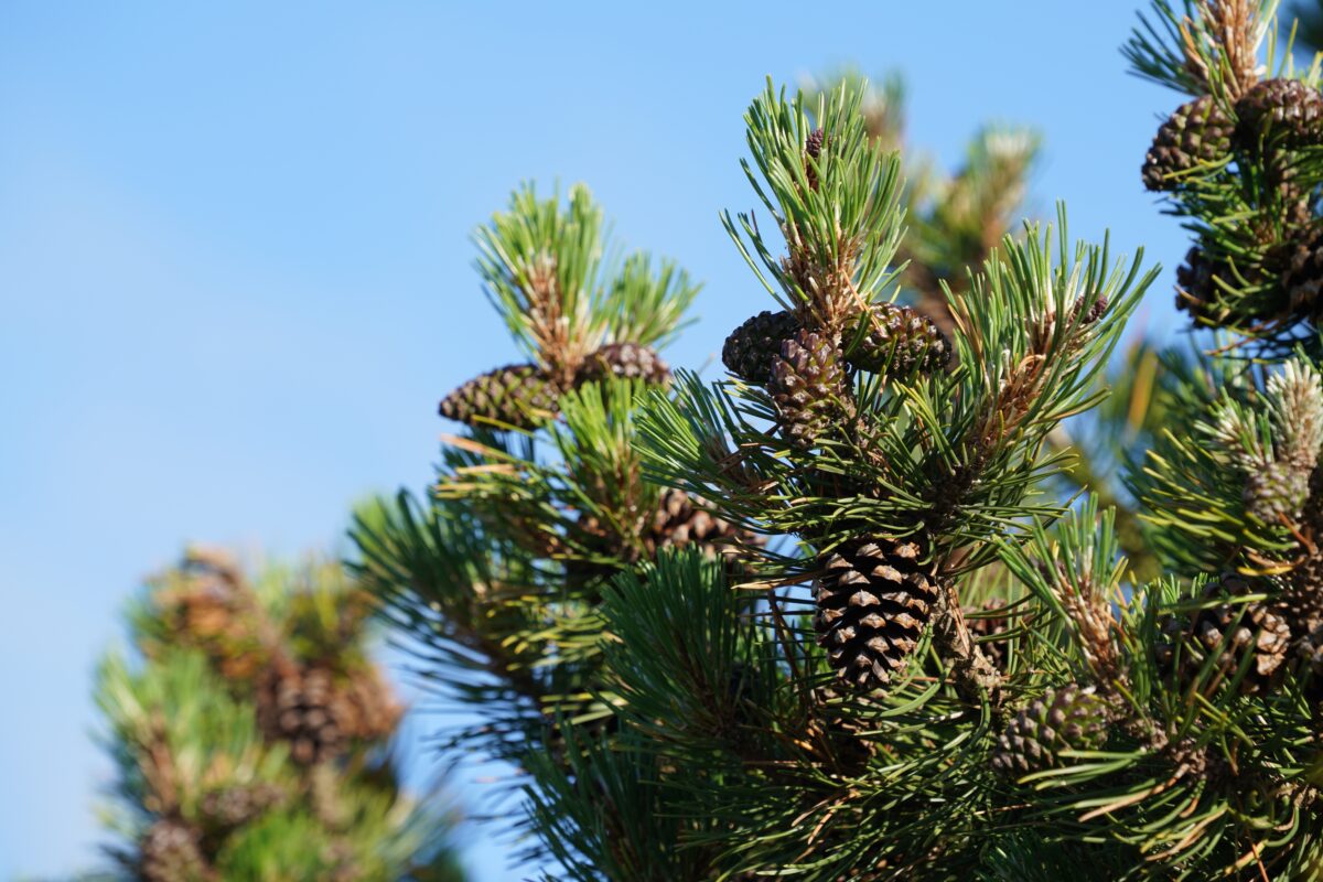 Scots pine tree