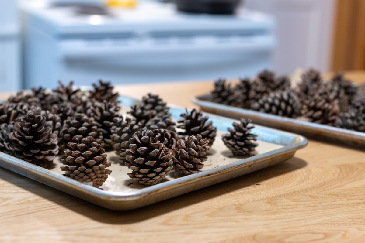 Pine cones on  baking sheet