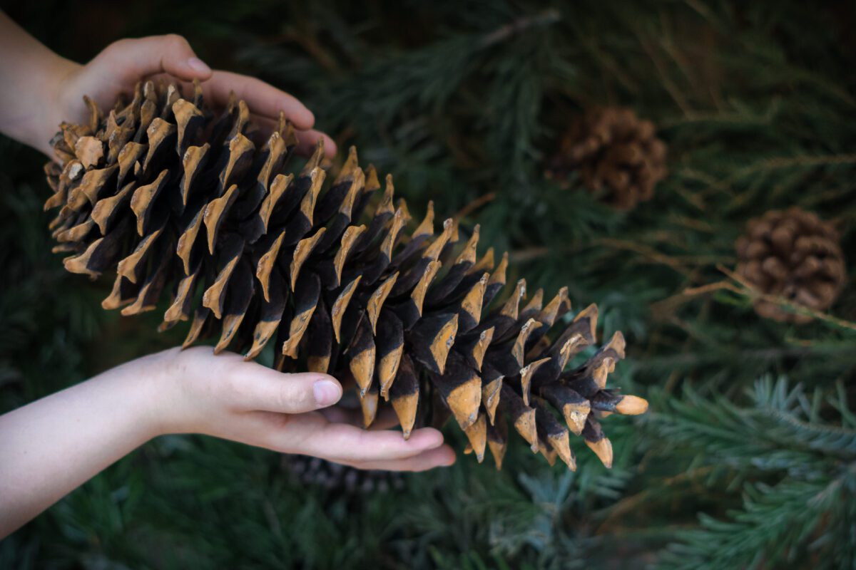 Hand holding a large sugar pine cone