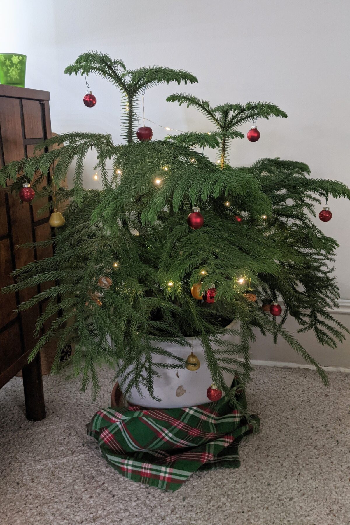 Norfolk Island Pine decorated as a Christmas tree