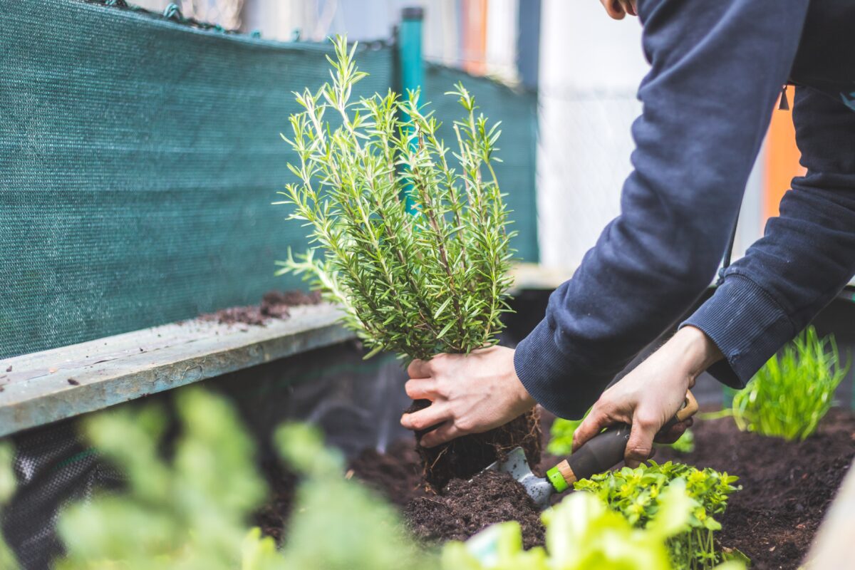 Woman planting rosemary plant