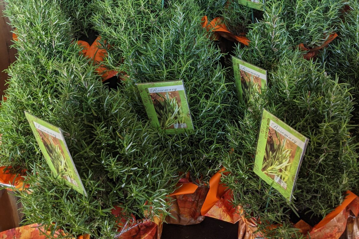 rosemary topiaries