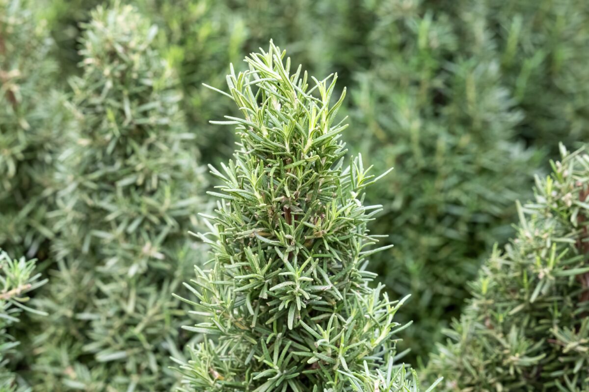 Rosemary plant trimmed in the shape of a tree