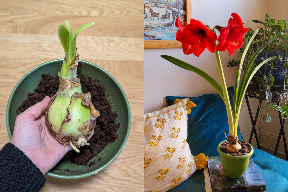 hand holding an amaryllis bulb and a photo of blooming amaryllis