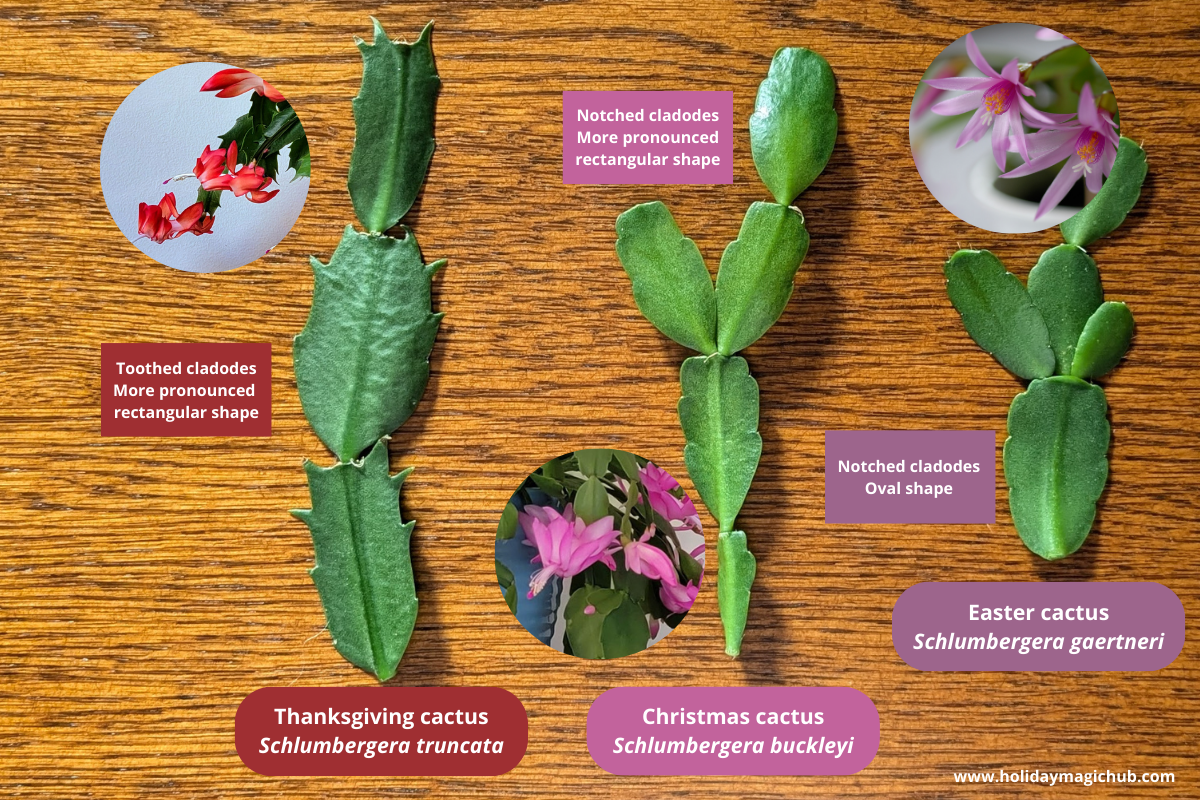 Photo with examples of different holiday cacti and how to ID them. 
