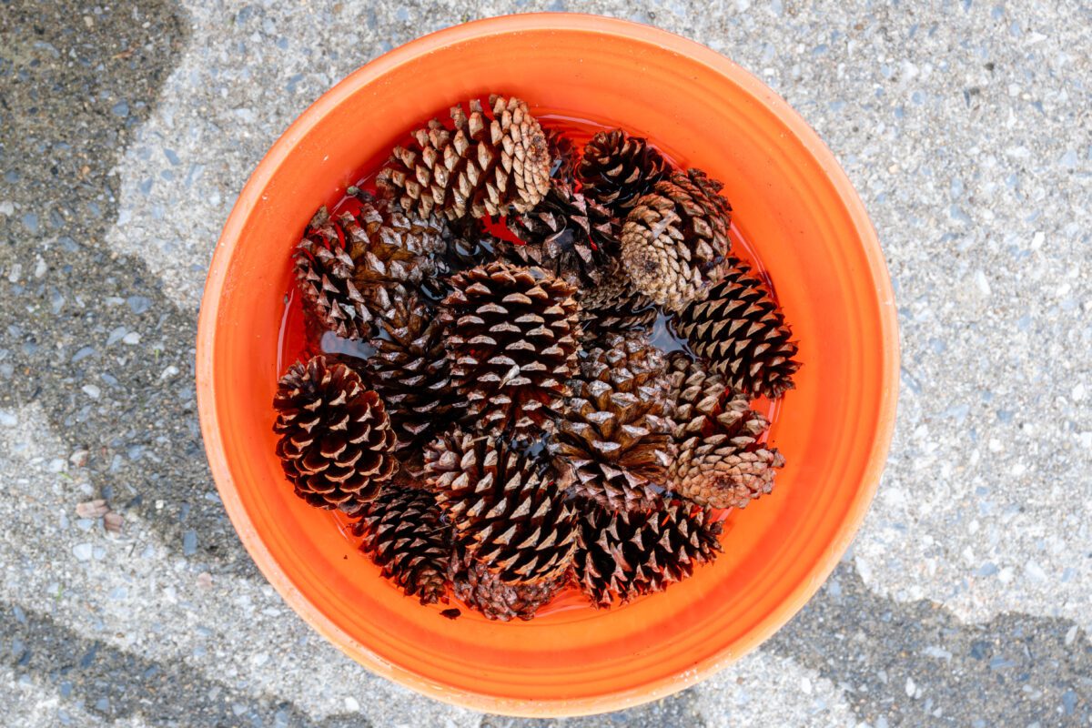 Orange bucket filled with water and submerged pinecones on a concrete surface.