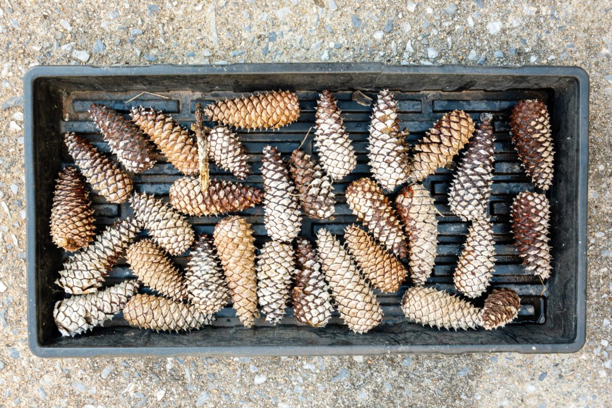 Tray of assorted pinecones arranged on a black plastic surface outdoors.