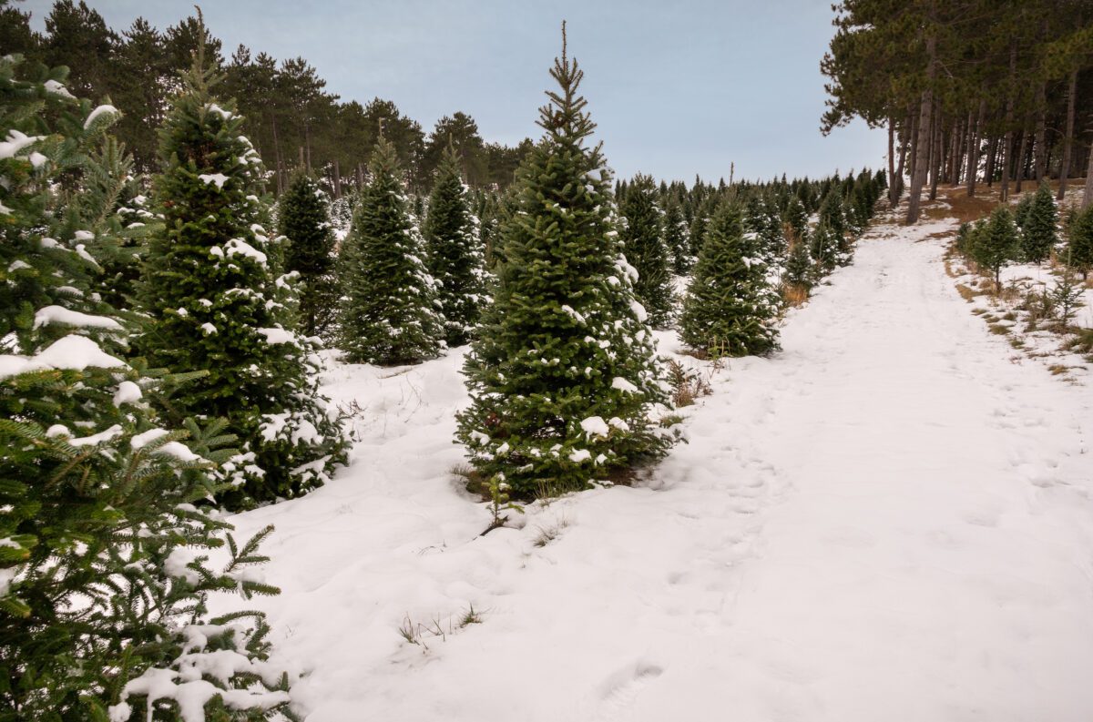 Snowy Christmas tree farm