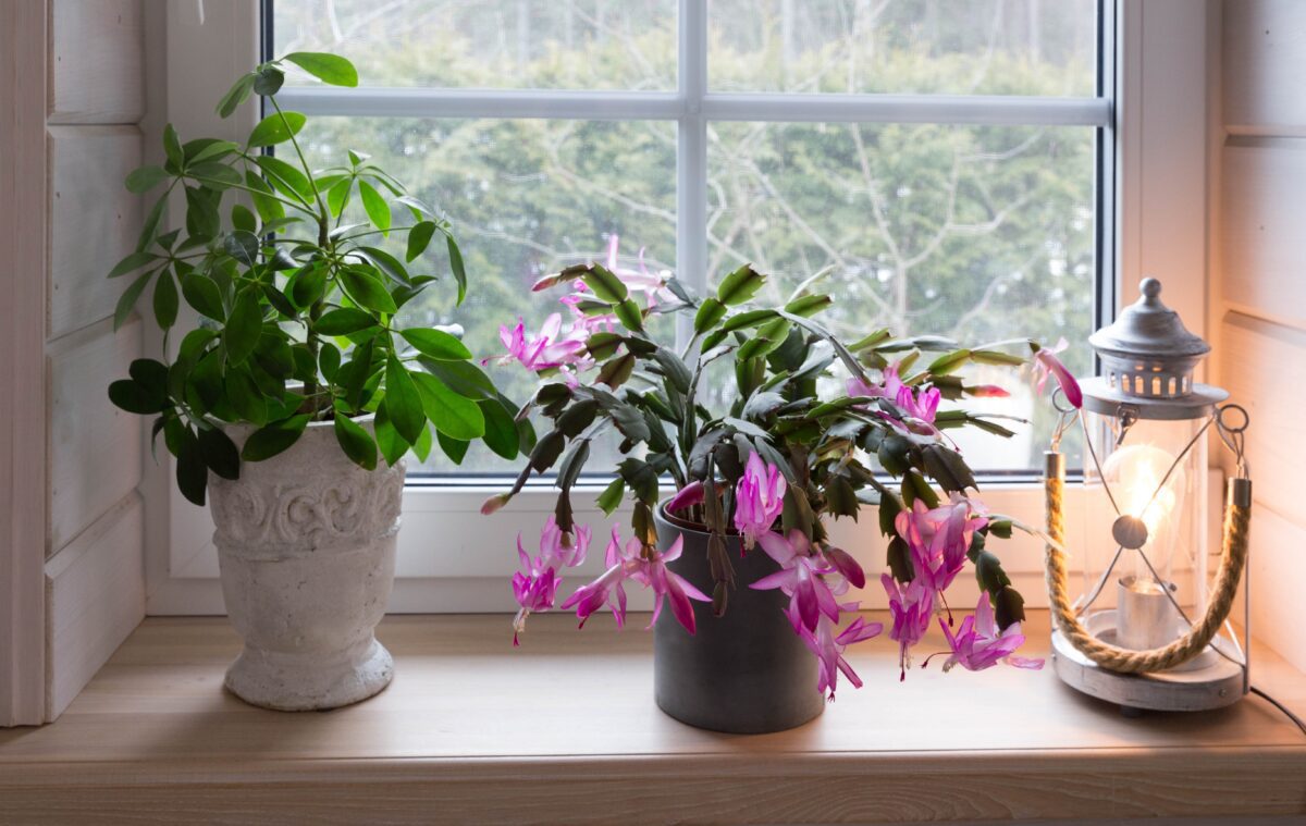 Thanksgiving cactus in bloom in wondow