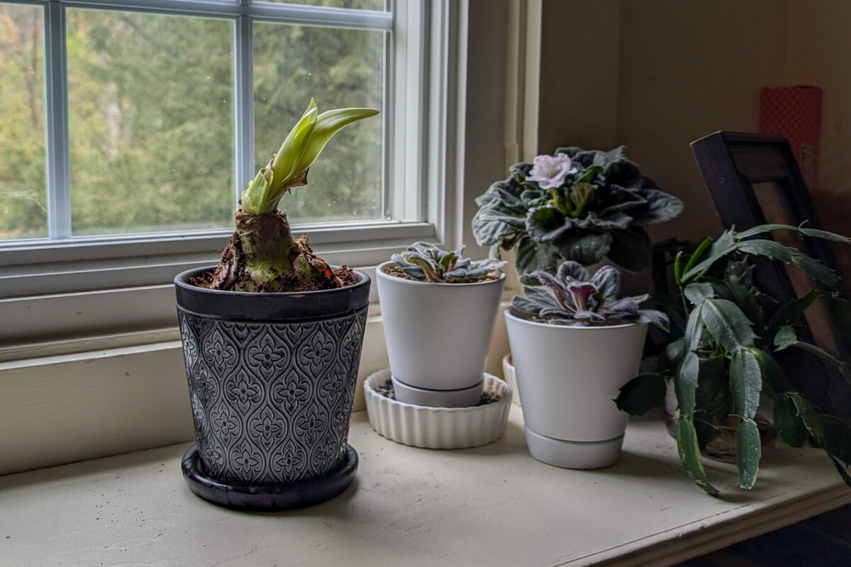 Potted amaryllis in window