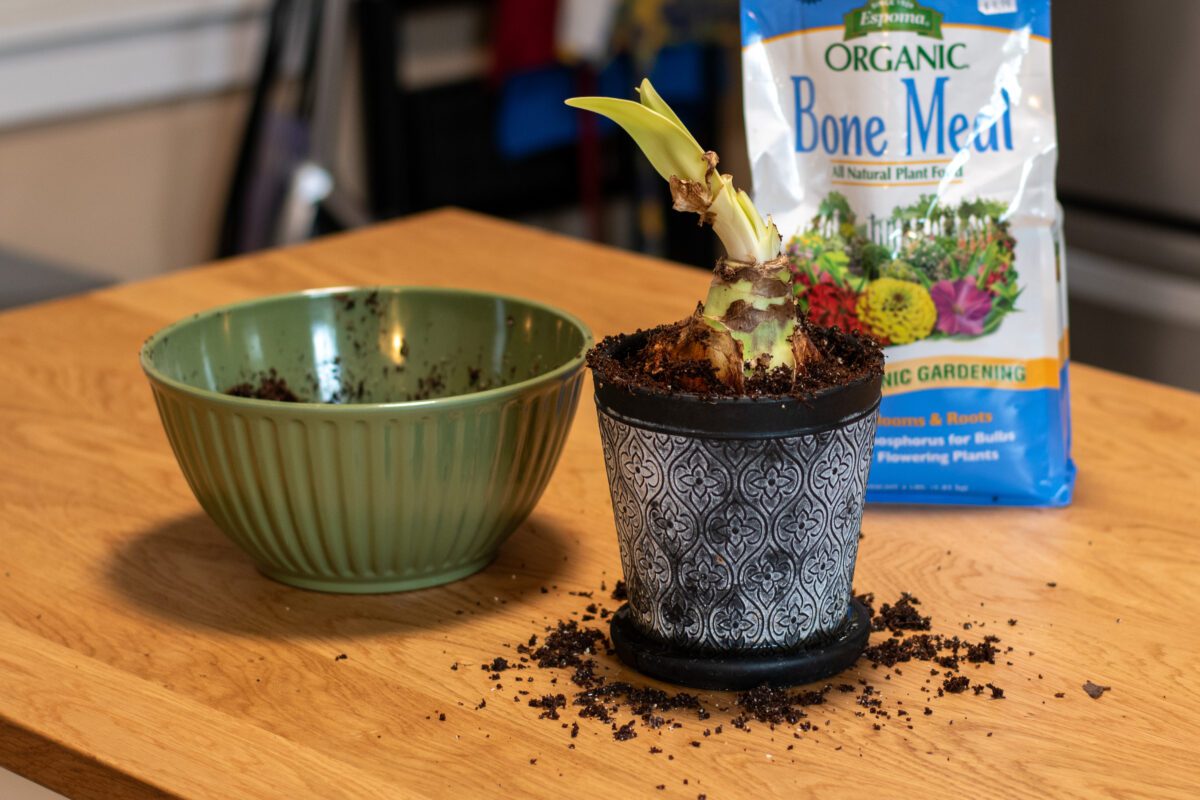 Potted amaryllis with bag of bone meal and a bowl of coconut coir