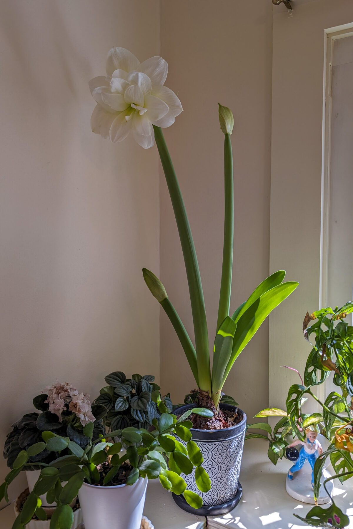 Beautiful white amaryllis in bloom