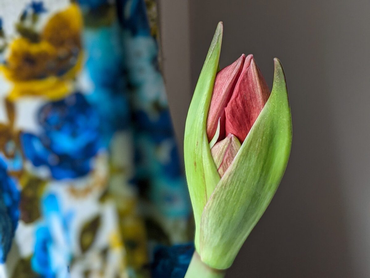 Close up of amaryllis buds