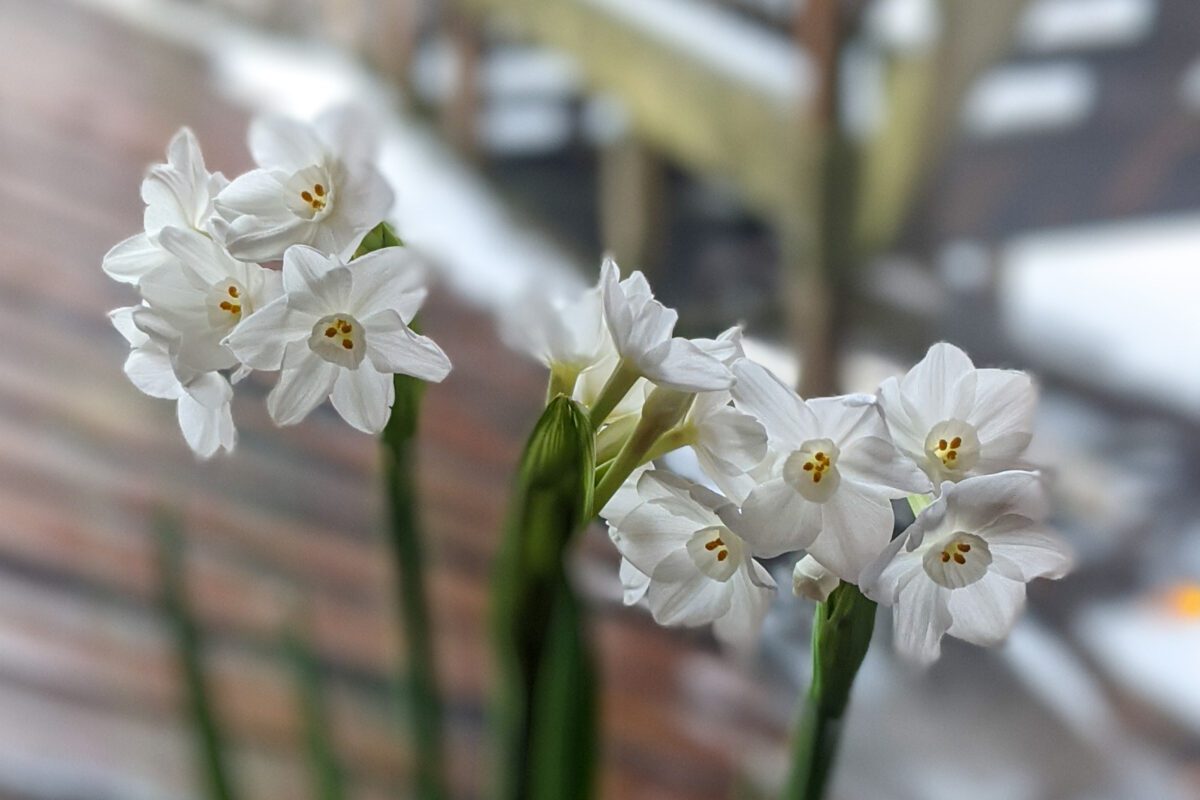 Paperwhites