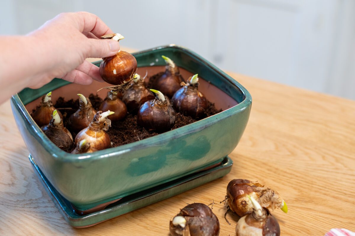 Woman's hand planting bulbs