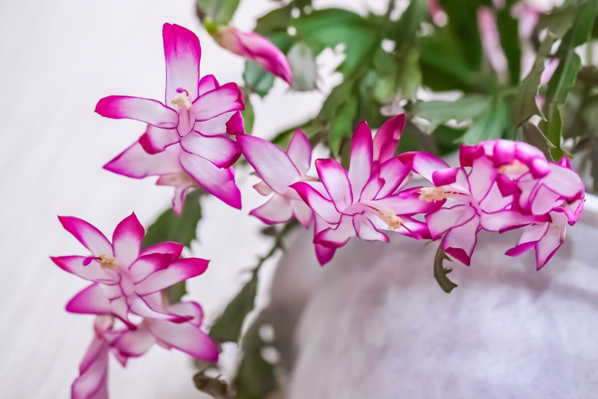 White and fuchsia Schlumbergera blooms