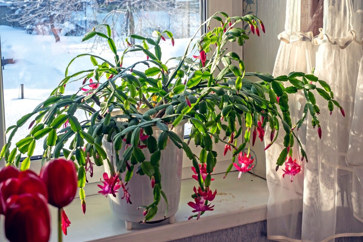 Christmas cactus with lots of blooms