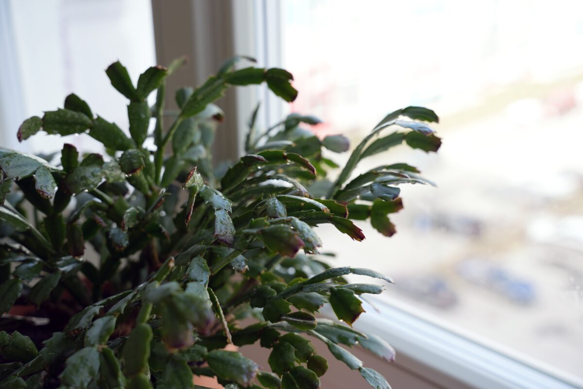 Thanksgiving cactus with no blooms. 