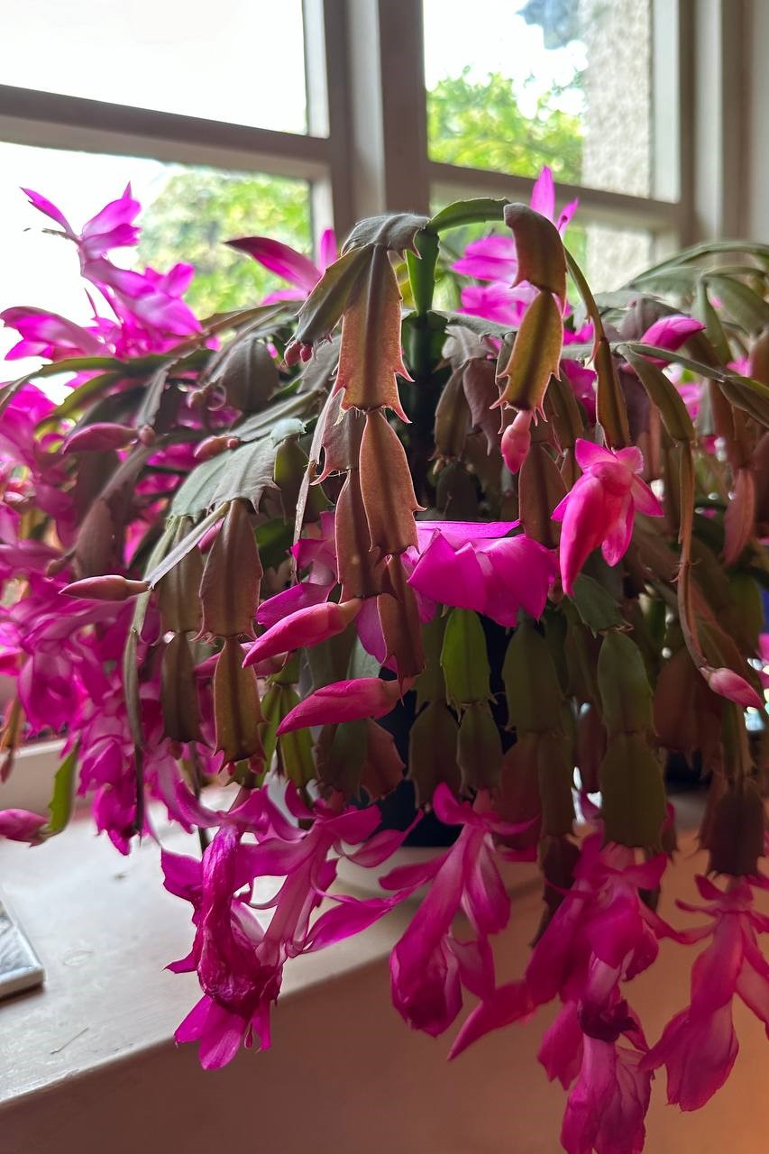 Budded out Christmas cactus