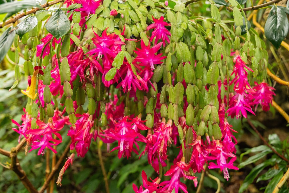 Large blooming Christmas cactus