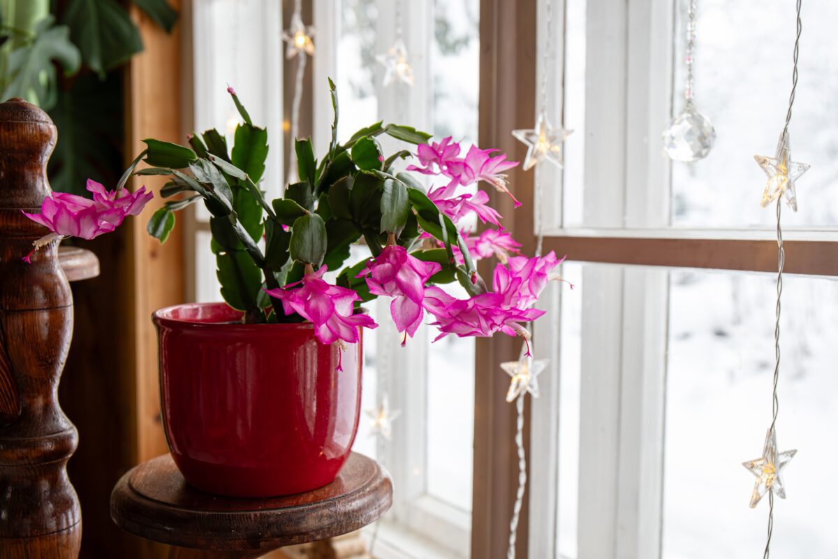 A Christmas cactus in front of a wintery window