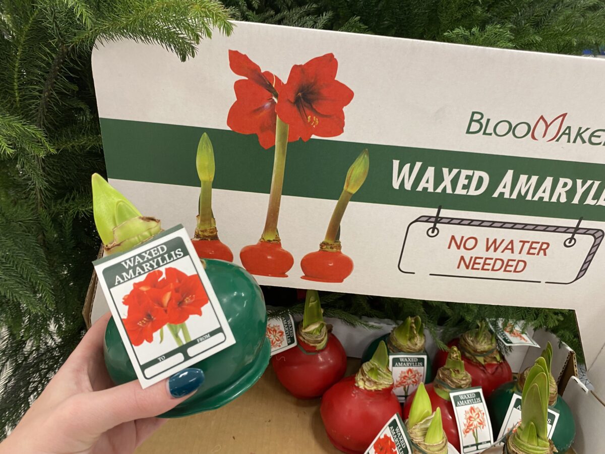 Woman's hand holding an amaryllis bulb