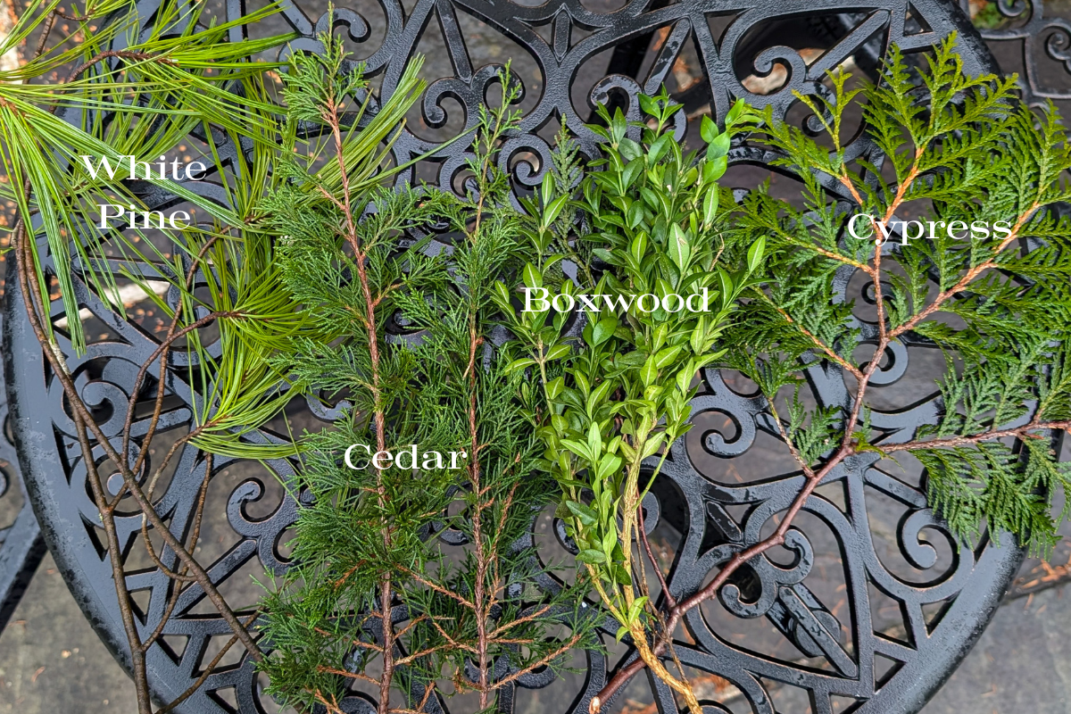 Four different types of evergreens labeled: white pine, cedar, boxwood and cypress