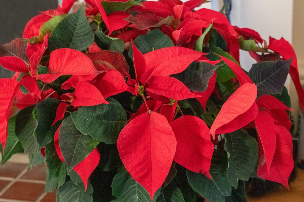 Bright red and green poinsettia bracts.