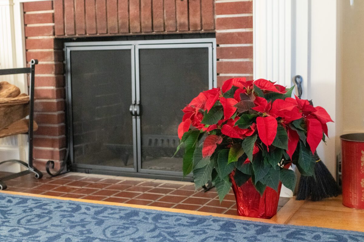 A large poinsettia near a fireplace