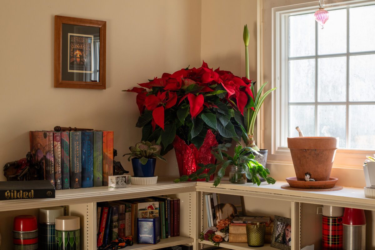 A large poinsettia on top of a bookshelf