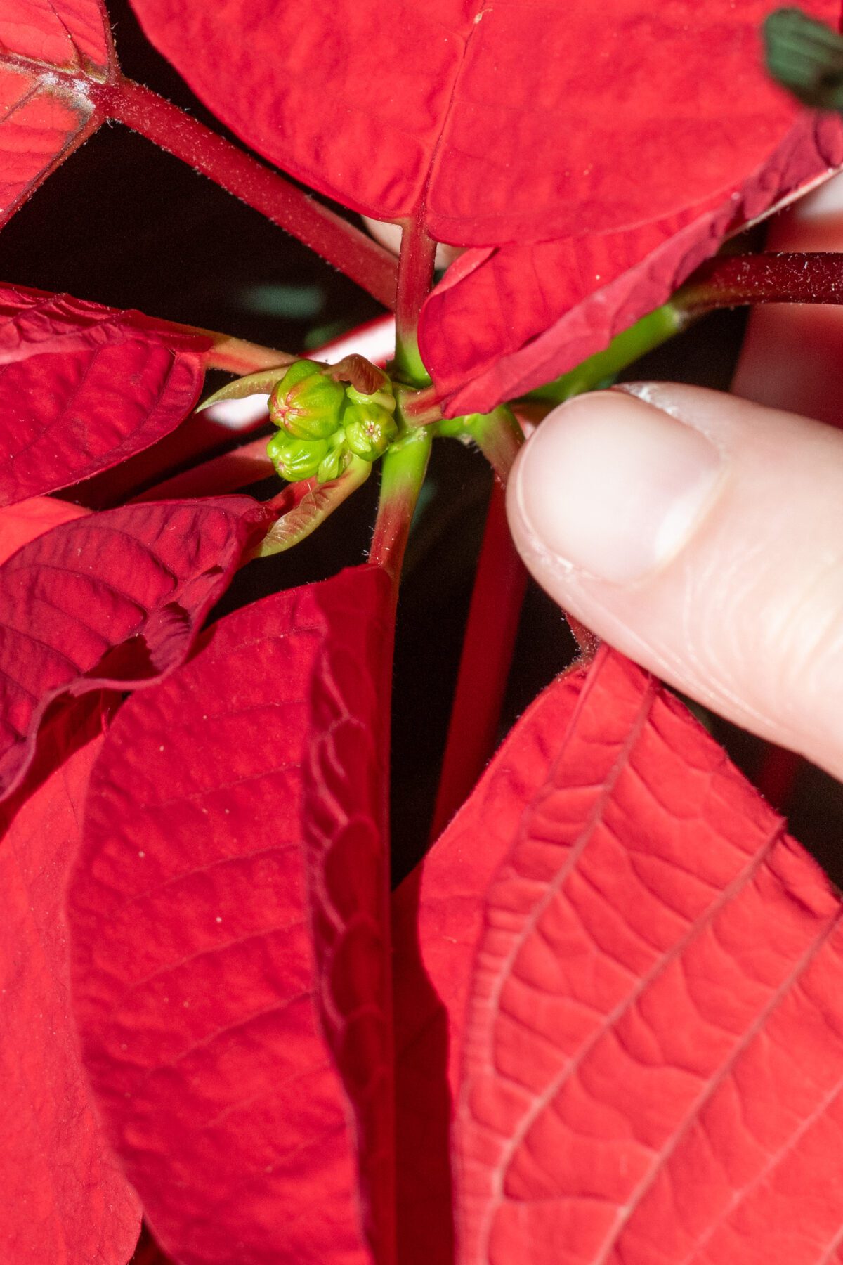 Close up of a finger pointing at tightly closed poinsettia buds