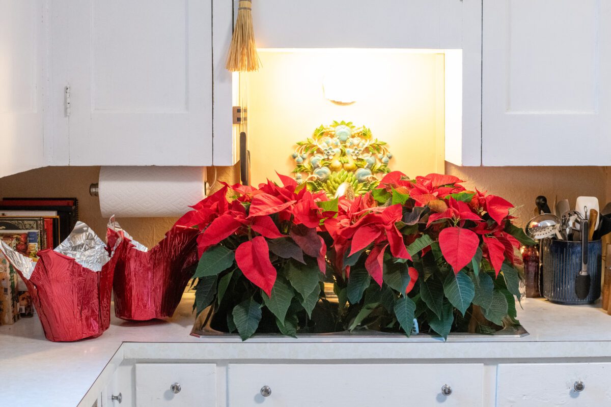 Poinsettias in a kitchen sink being watered