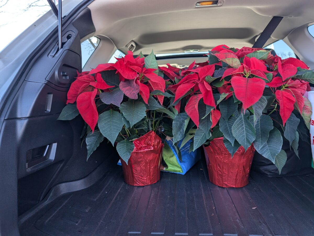 Two poinsettias in the back of a car.