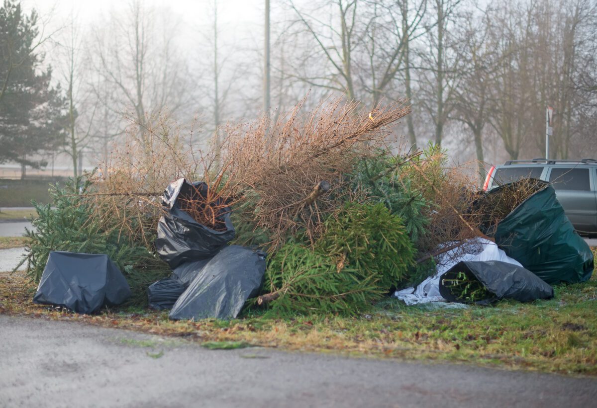 Pile of disposed Christmas trees.