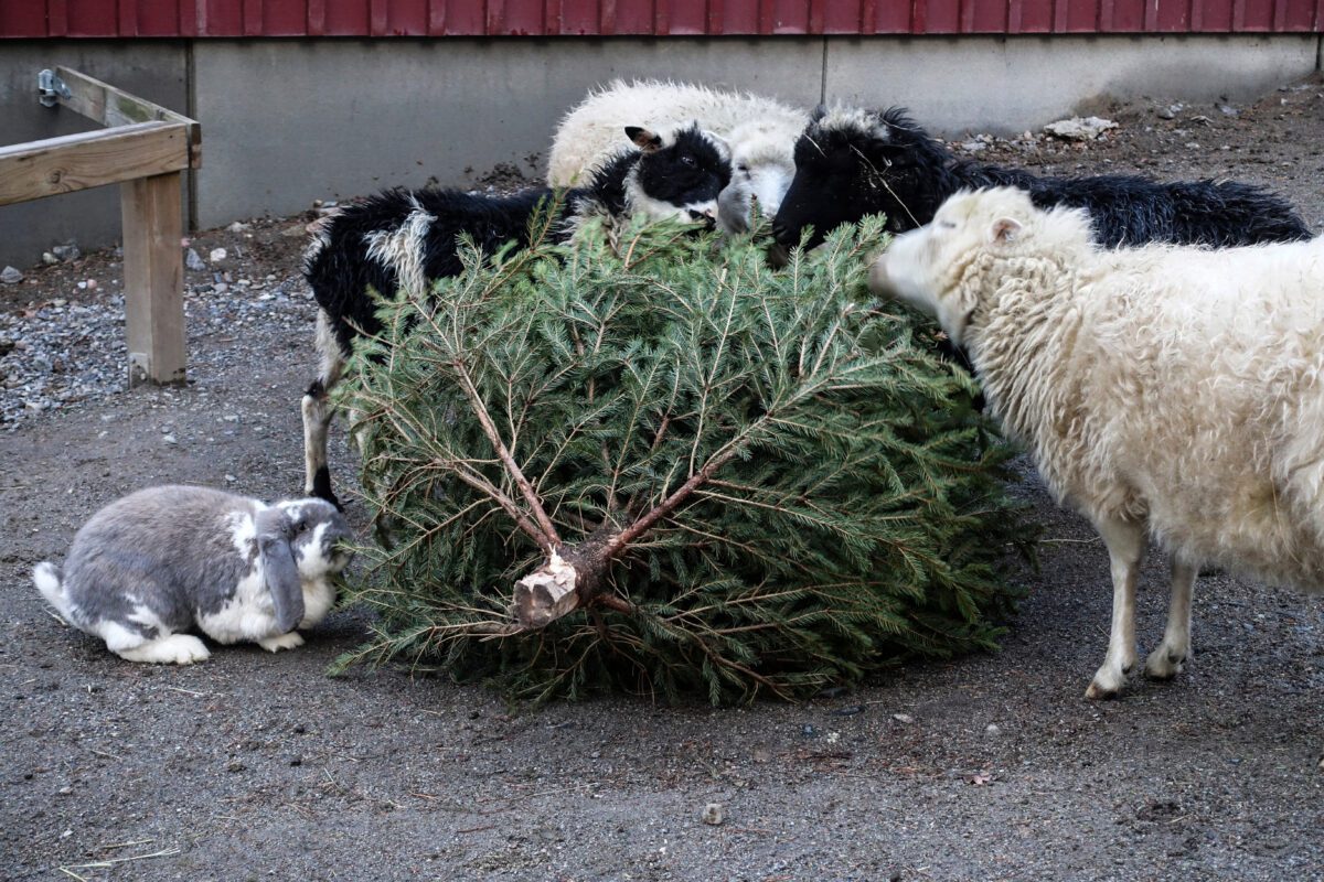 Barnyard animals nibbling on a Christmas tree