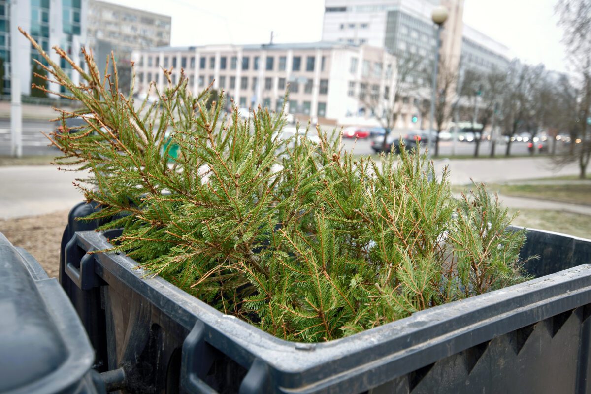 Christmas tree in garbage bin