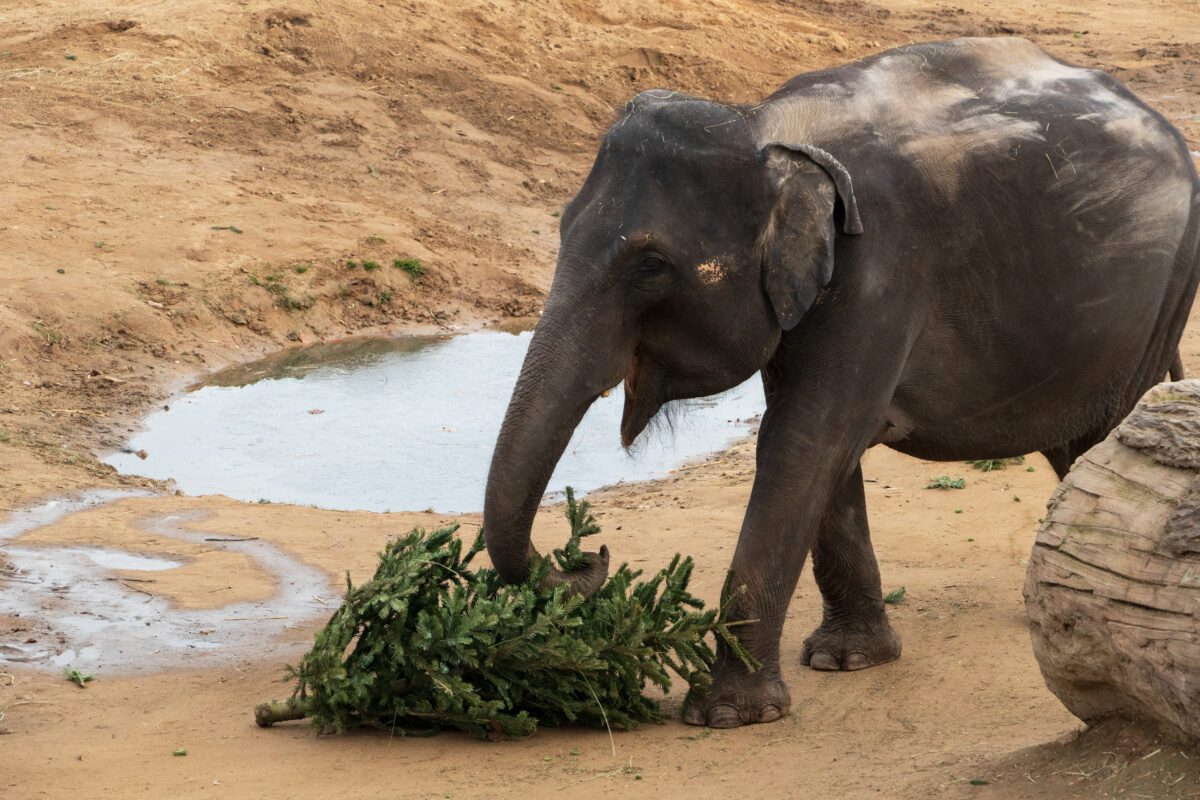 Elephant playing with Christmas tree