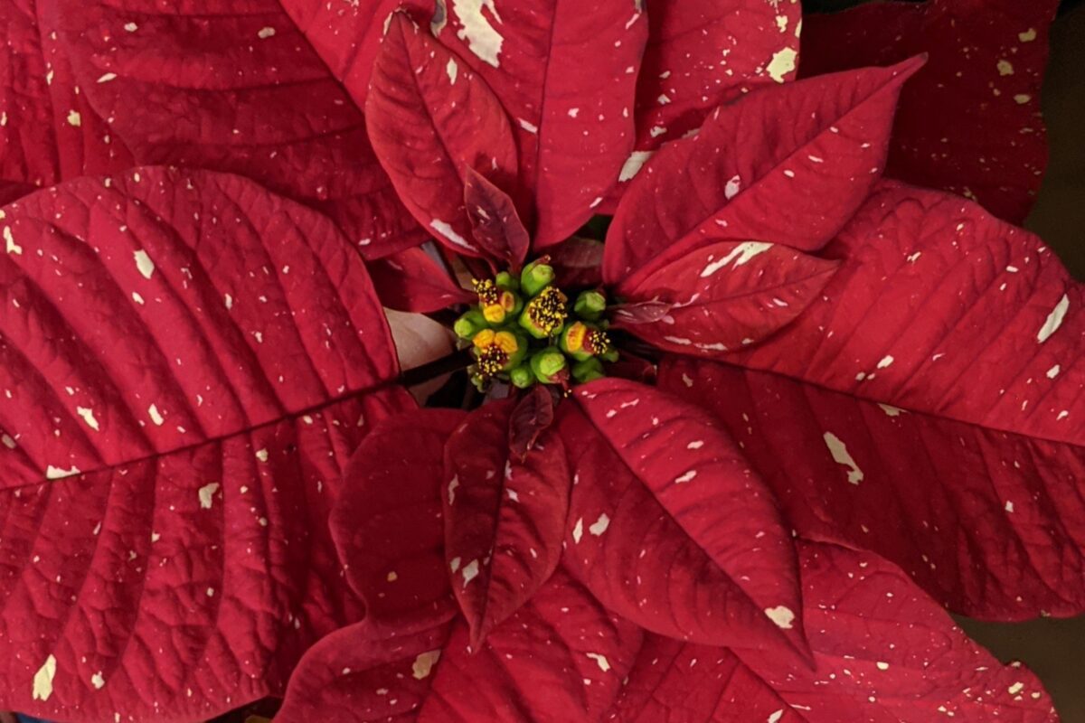 Close up of poinsettia flowers