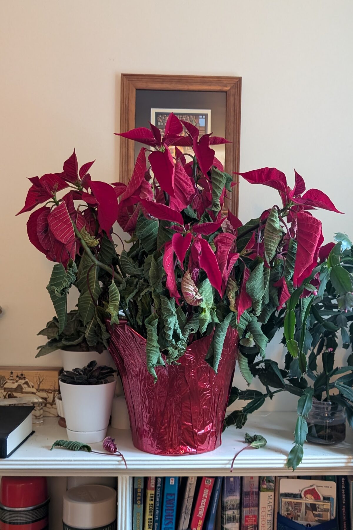 Poinsettia entering dormant phase